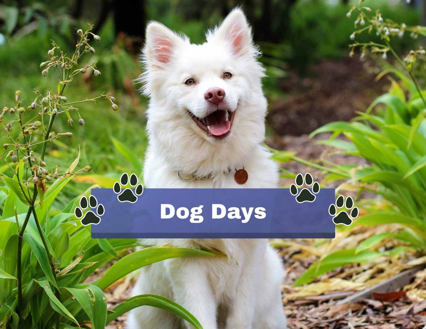 DOG DAYS Free Event | July 26 10am-4pm