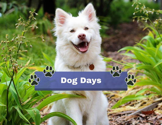 DOG DAYS Free Event | July 26 10am-4pm