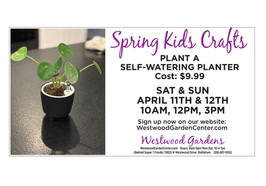 Kids Club - Plant a Self-Watering Houseplant | April 11-12