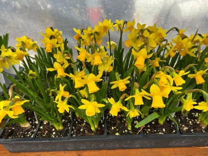 Live Easter Basket | March 28-29