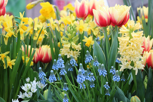 Kids Club - Bulb Can Planter | April 18-19