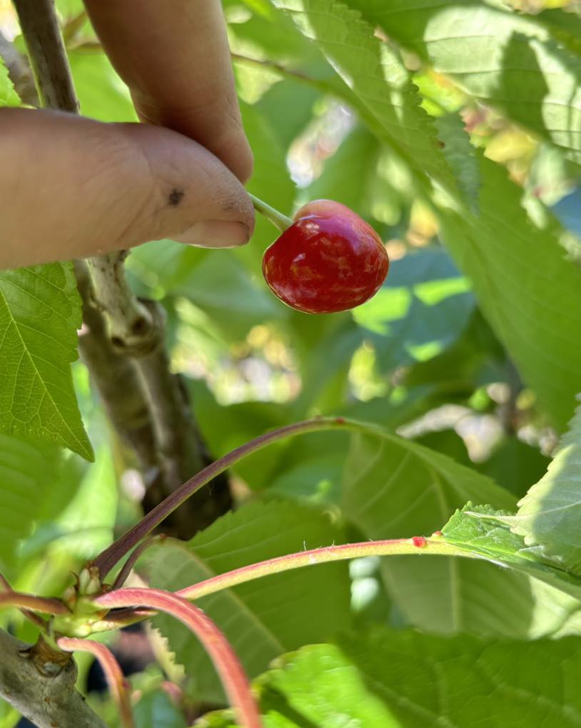 Food Revolution Weekend | May 23-24