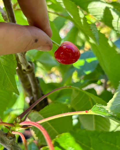 Food Revolution Weekend | May 23-24