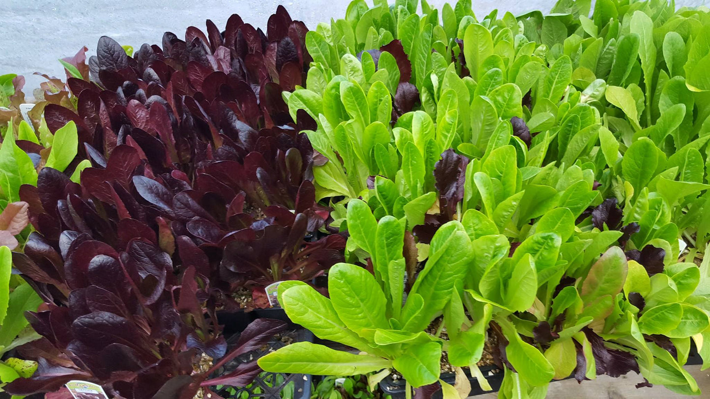 Food Revolution Weekend | May 23-24