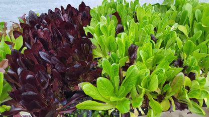 Food Revolution Weekend | May 23-24