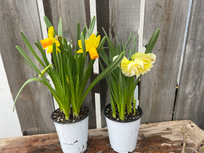 Spring Fling | Saturday April 11 5pm-7pm