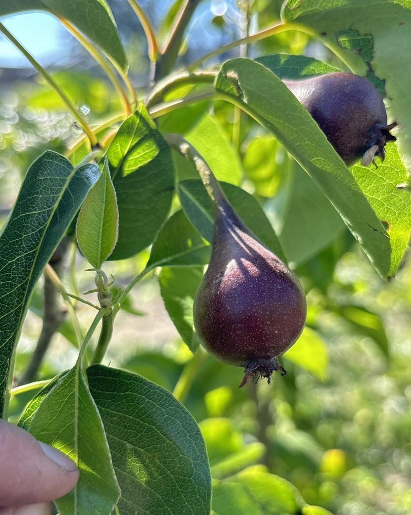 Purple fruit hanging from a tree branch with green leaves