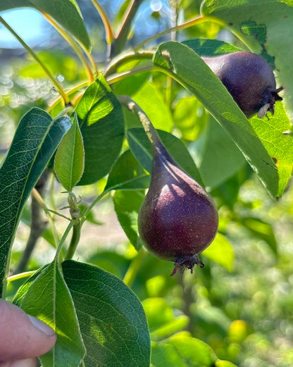 Food Revolution Weekend | May 23-24